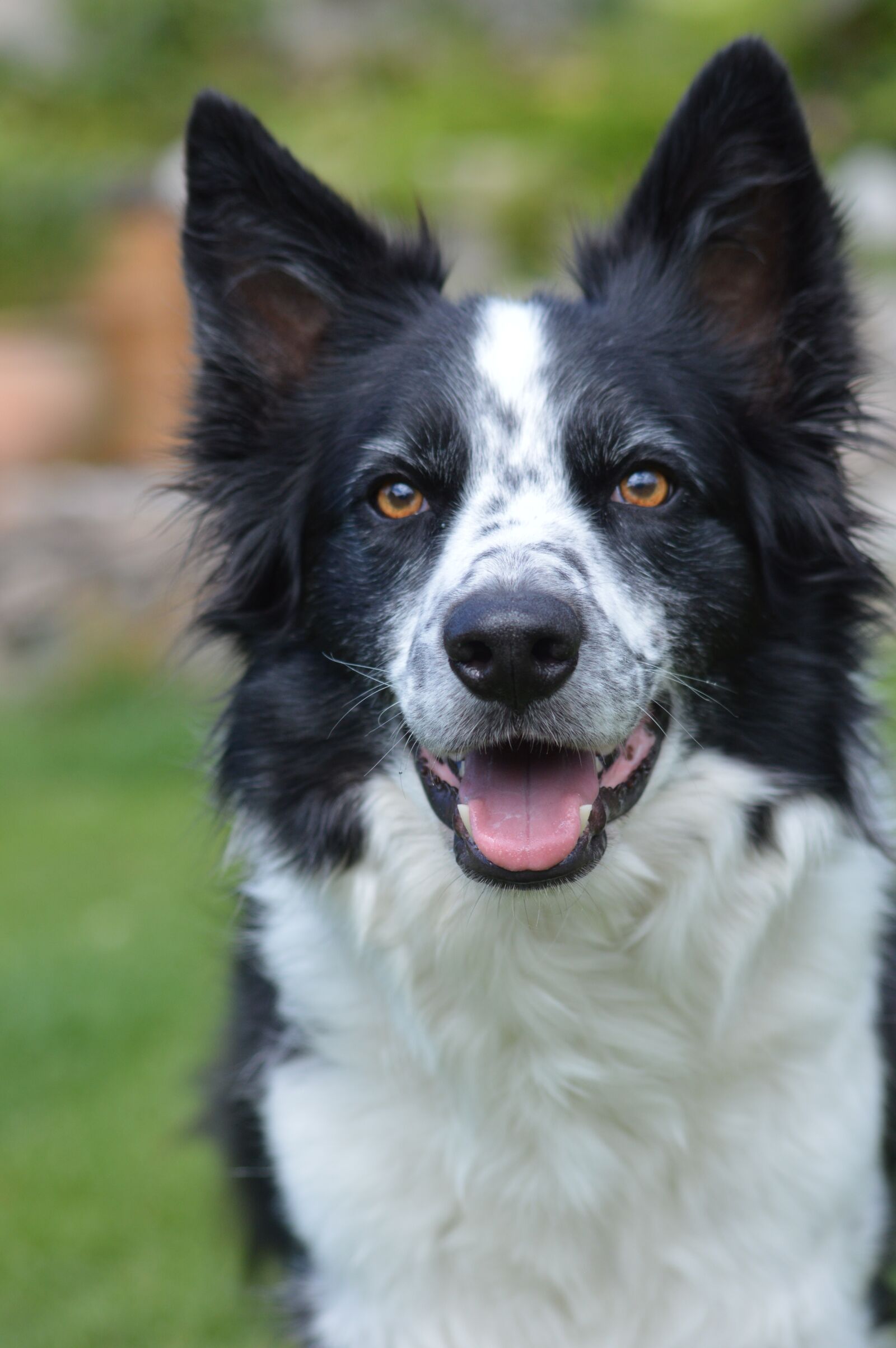 Nikon D3200 sample photo. Collie, dog, spotty photography
