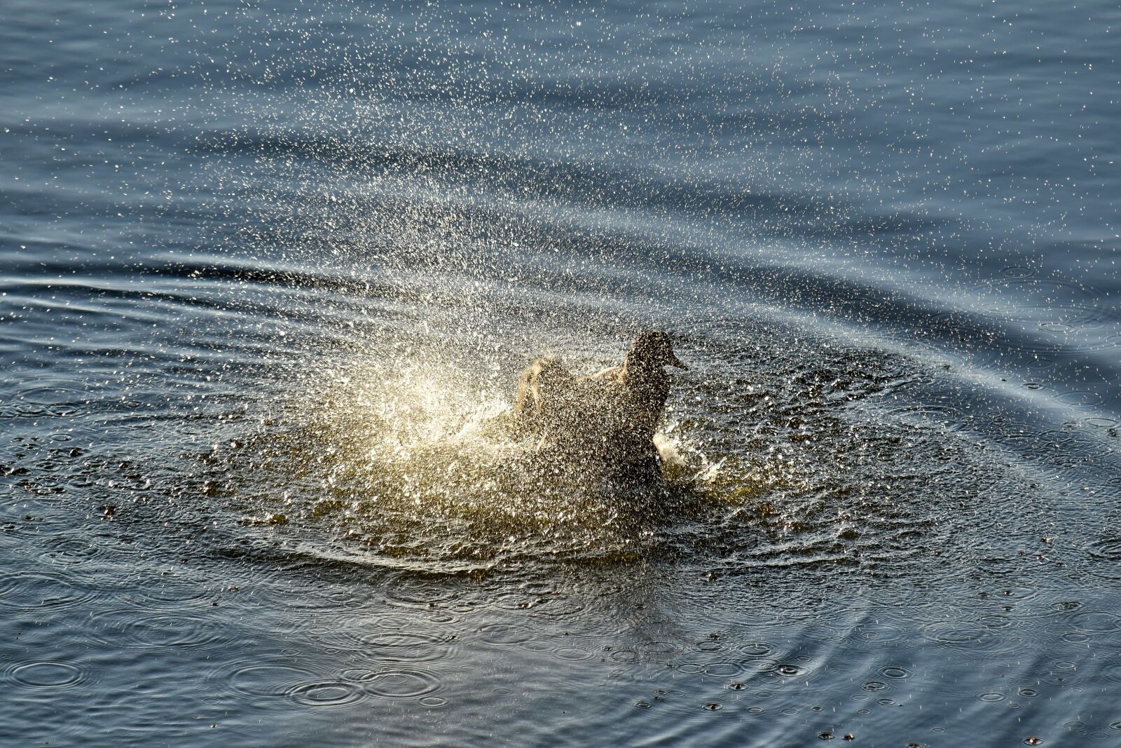 Nikon D5500 sample photo. Bathing, mallard, natural habitat photography