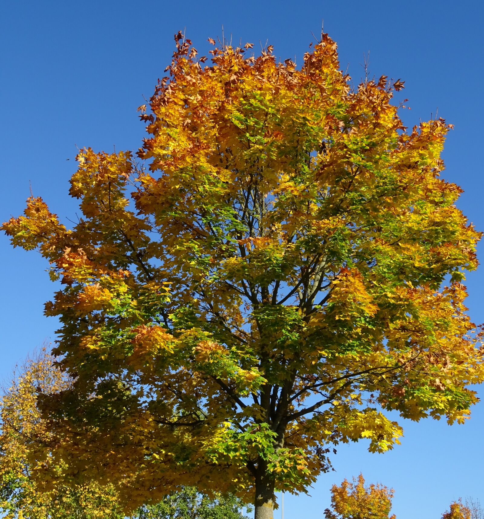 Sony DSC-HX60 sample photo. Autumn, leaves, colorful photography