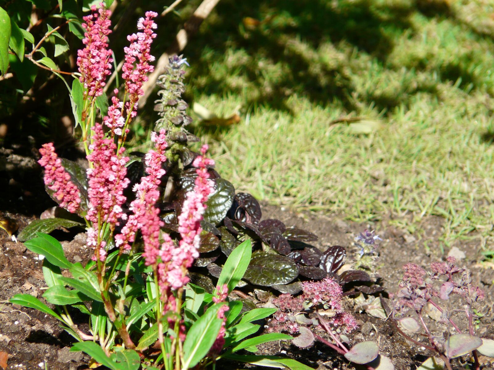 Panasonic DMC-FZ18 sample photo. Garden, nature, sunny photography