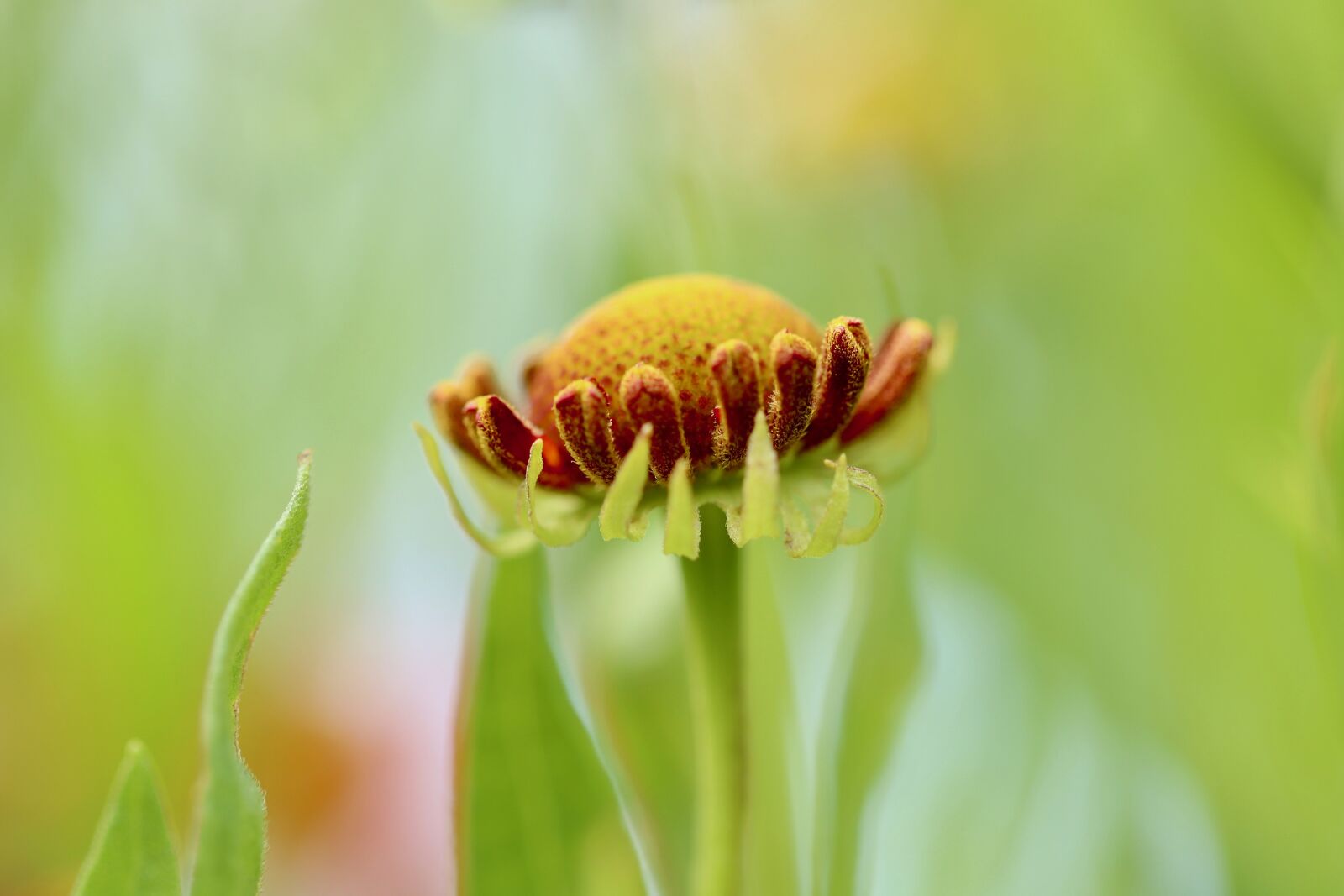 Canon EOS 800D (EOS Rebel T7i / EOS Kiss X9i) sample photo. Helenium, sun brews, bud photography