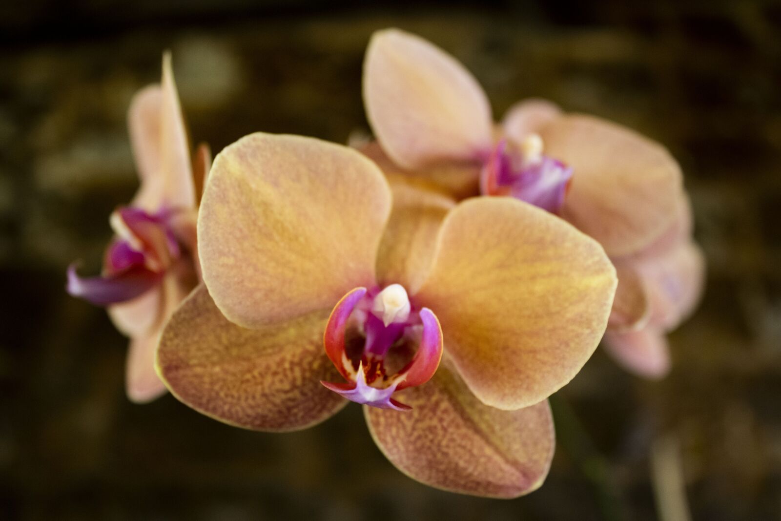 Canon EOS 2000D (EOS Rebel T7 / EOS Kiss X90 / EOS 1500D) sample photo. Orchid, flower, plant photography