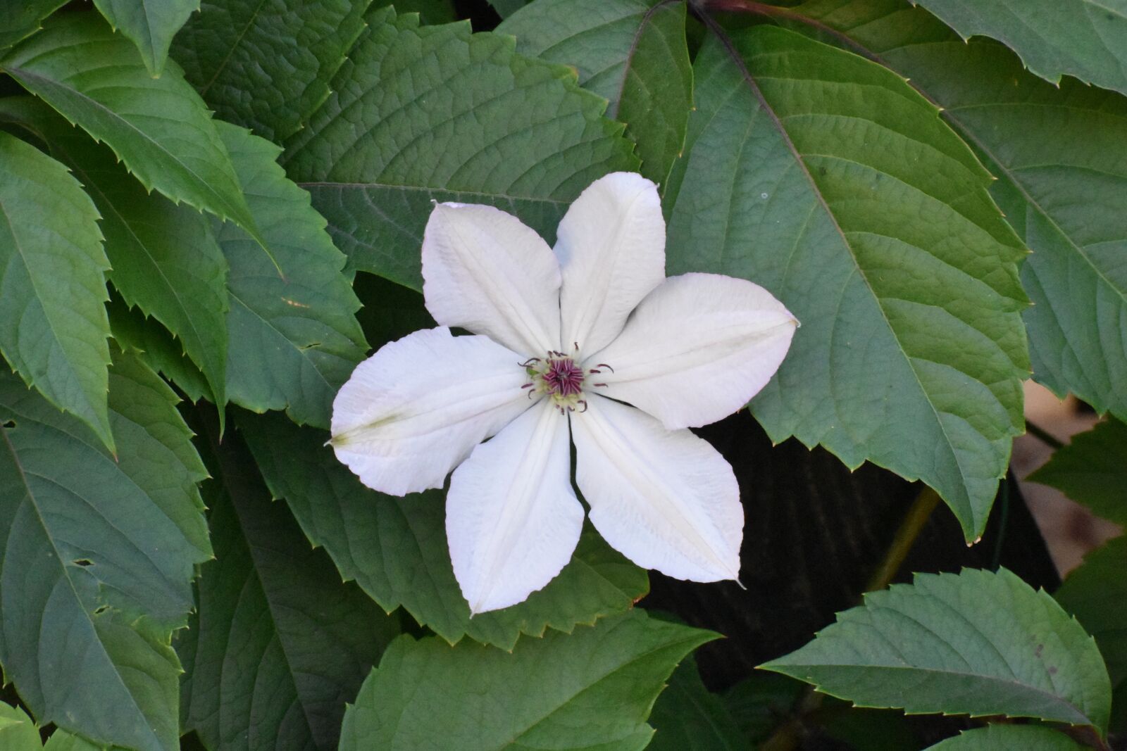 Nikon D3400 sample photo. Clematis, flowers, plants photography