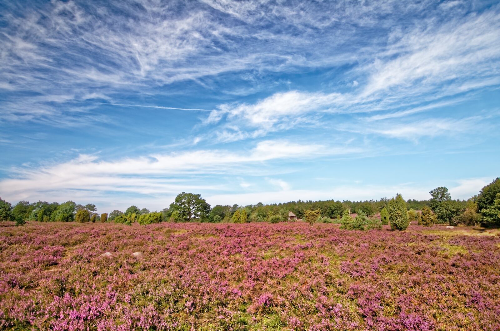 Nikon D7000 sample photo. Germany, l neburg heath photography