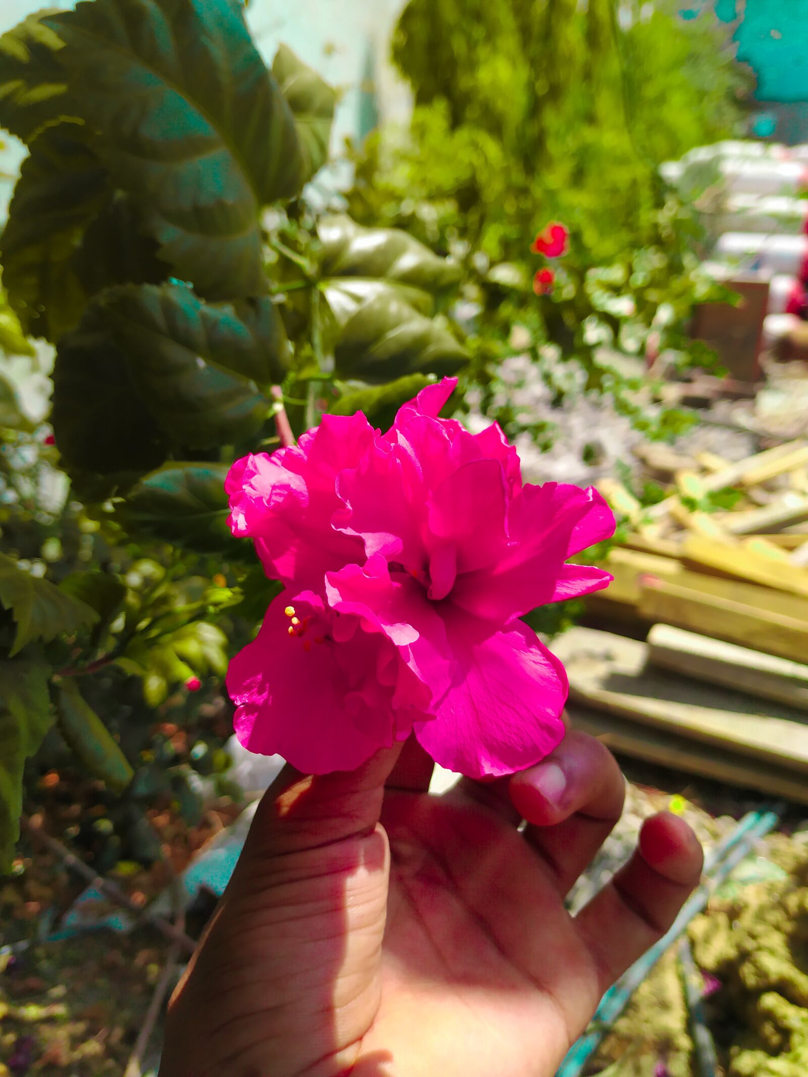 Xiaomi Mi A2 sample photo. Flowers, pink, shot photography