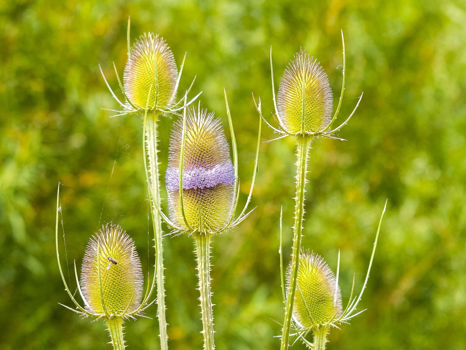 Olympus E-3 sample photo. Card, plant, flower photography