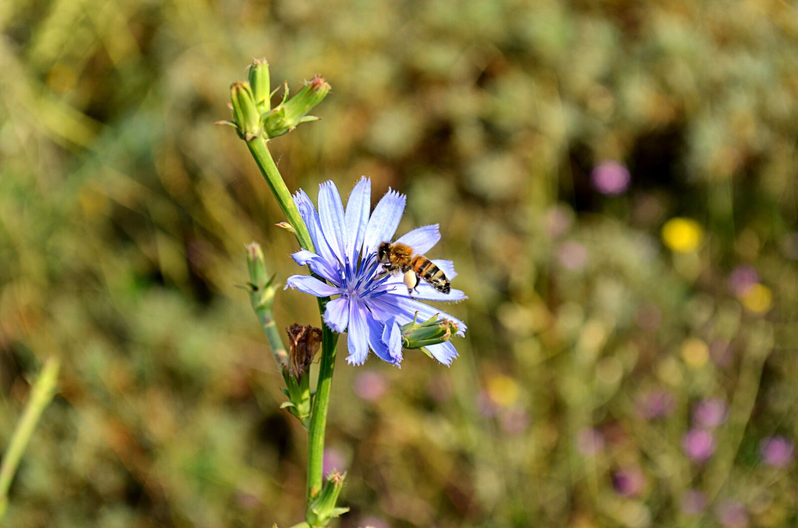 Nikon D5100 sample photo. Flower, bee, babu photography