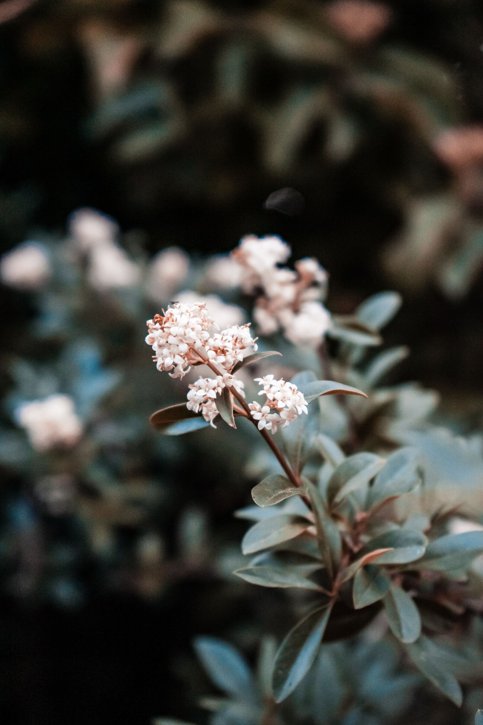 Sony a7 II + Sony FE 28-70mm F3.5-5.6 OSS sample photo. Flower, moody, summer photography