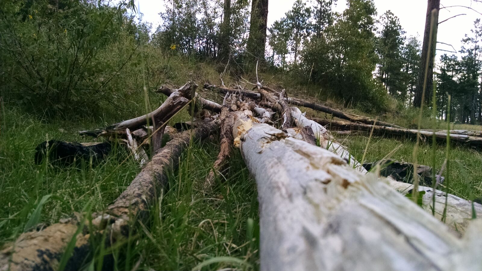 Motorola XT1080 sample photo