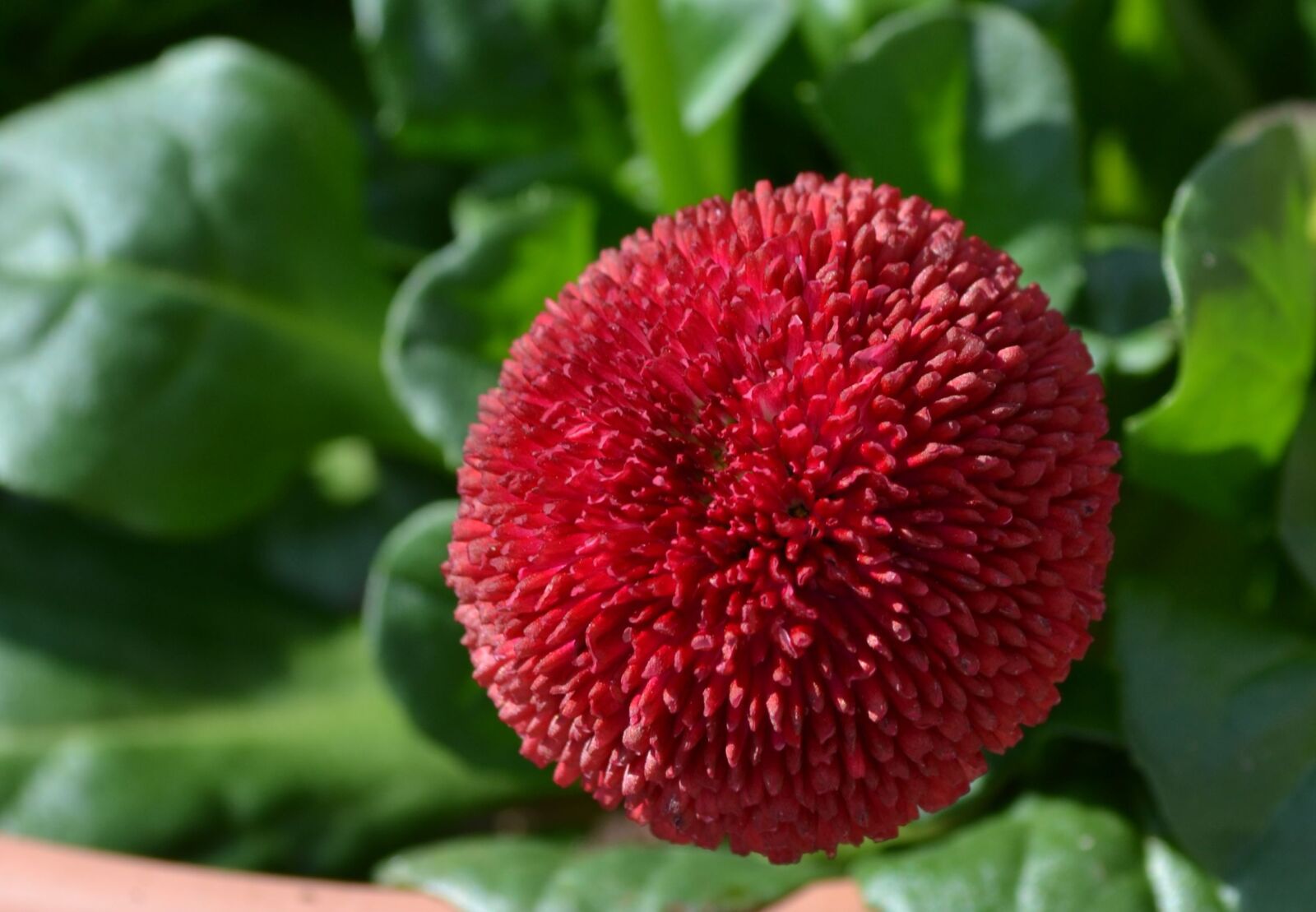Nikon D3100 sample photo. Leaf, nature, plant photography