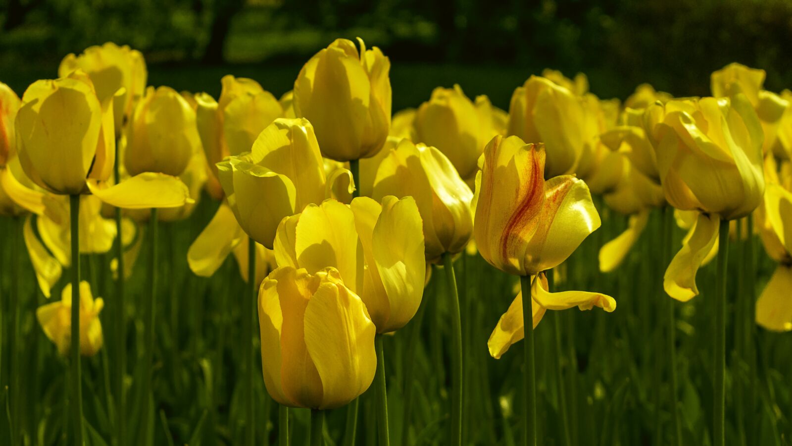 Nikon D3300 sample photo. Flowers, tulips, yellow photography