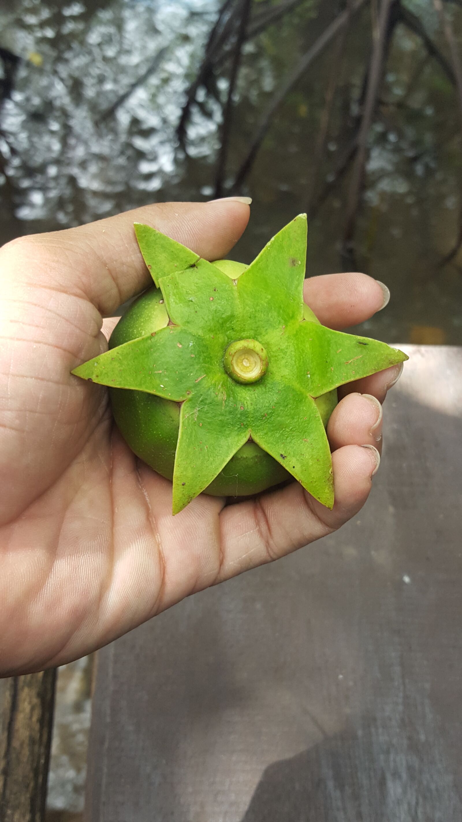 Samsung Galaxy S6 sample photo. This, is, fruit photography