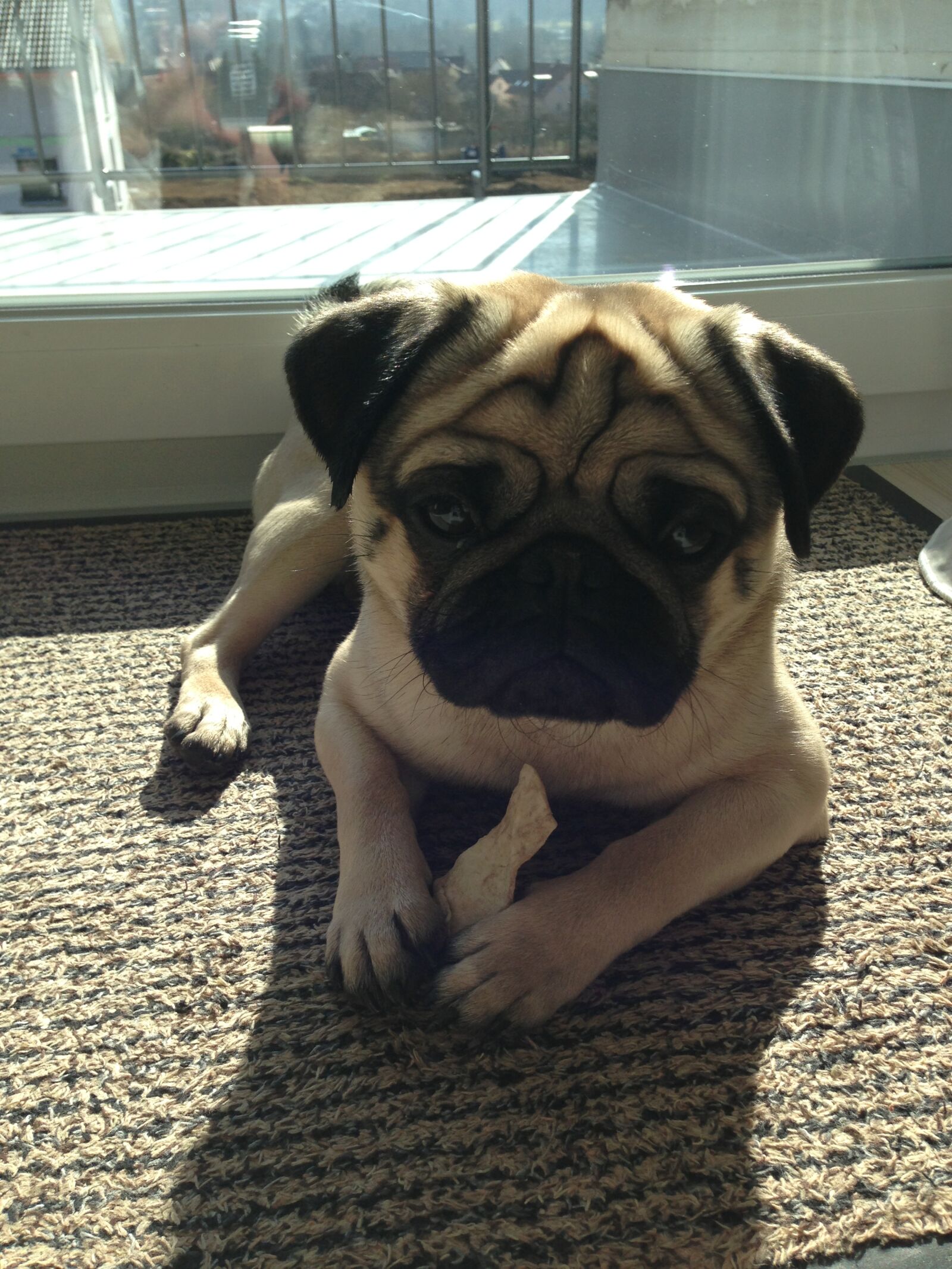 Apple iPhone 5 sample photo. Dog, pug photography