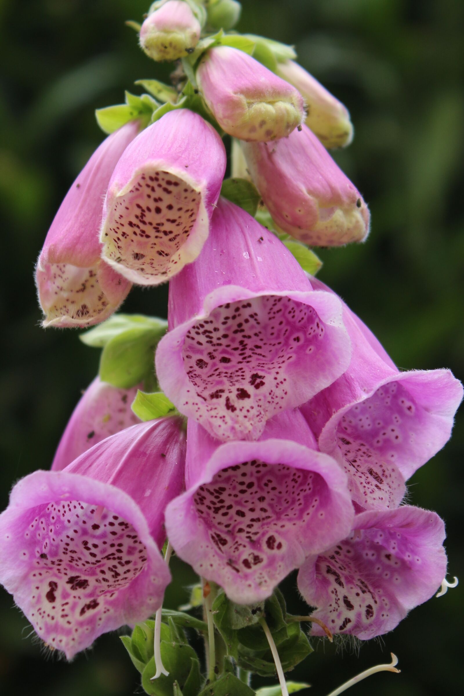 Canon EOS 700D (EOS Rebel T5i / EOS Kiss X7i) sample photo. Flower, nature, blossom photography
