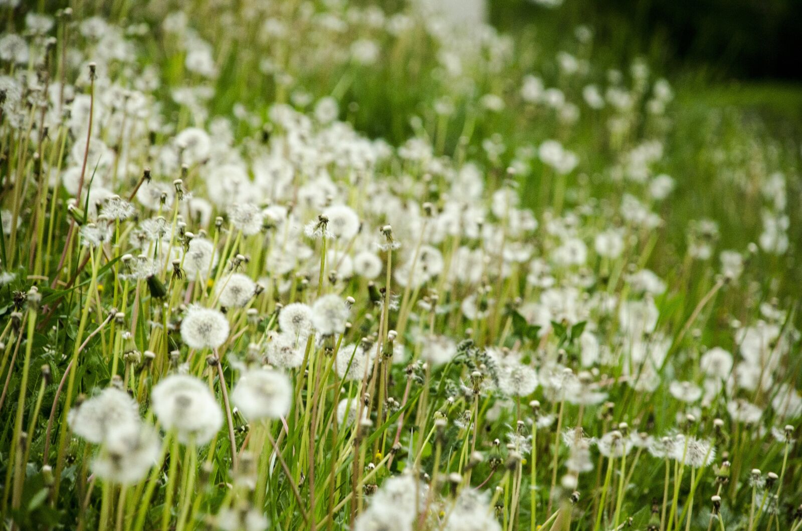 Nikon D7000 sample photo. Flower, green, beautiful photography