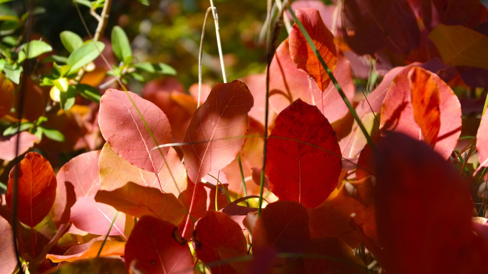Samsung NX300 sample photo. Leaves, red, autumn foliage photography
