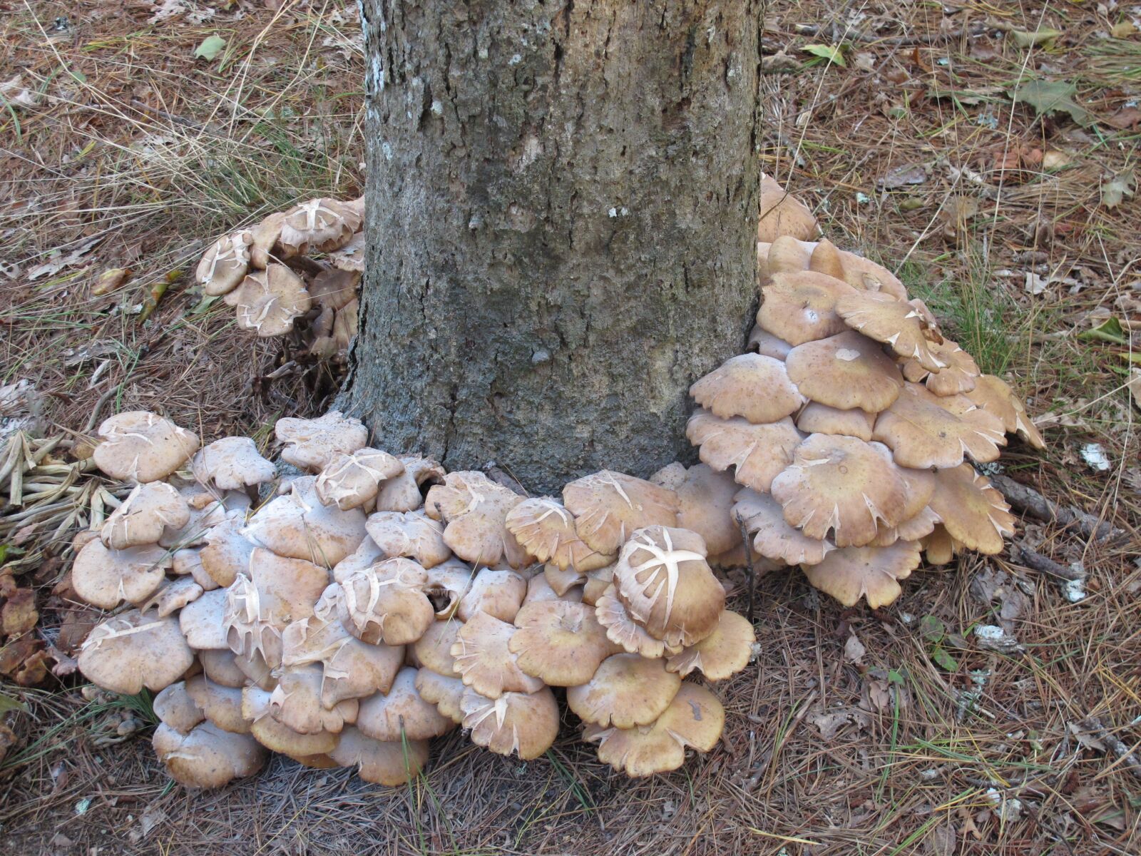 Canon PowerShot G12 sample photo. Mushrooms, fall, autumn photography