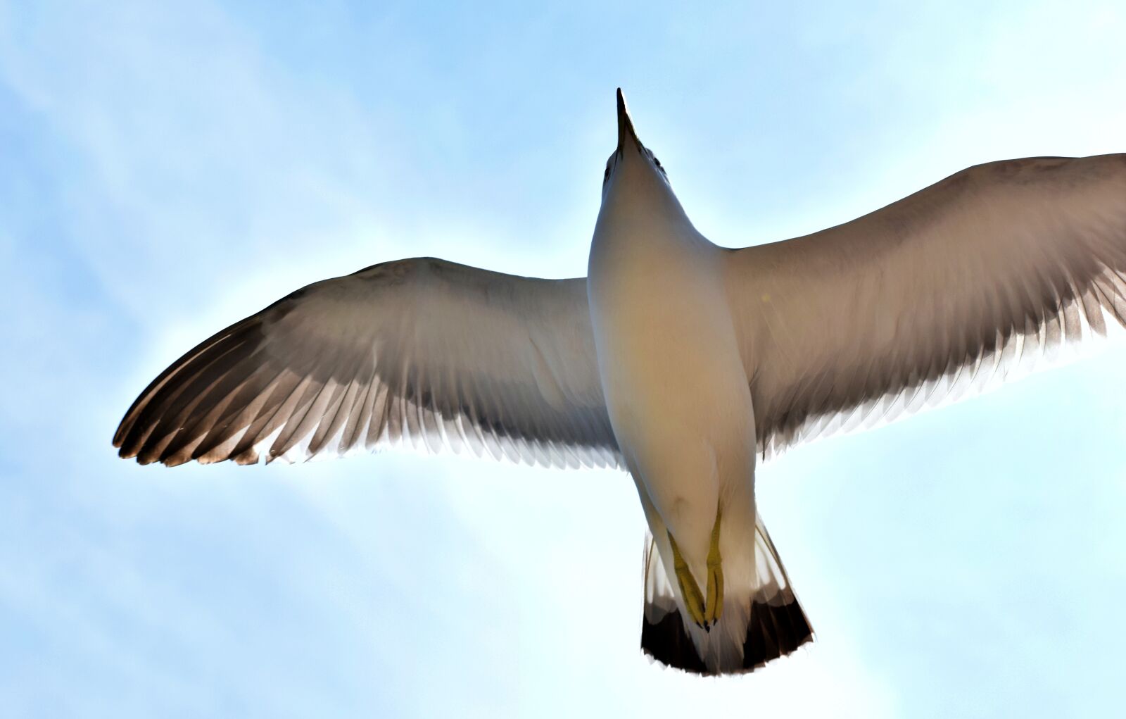 Nikon D5300 sample photo. Daebudo, seagull, zoom shot photography