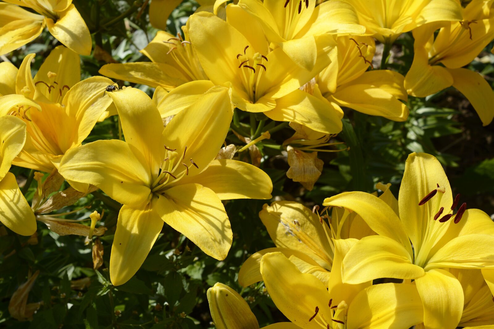 Nikon D7100 sample photo. Lily, blossom, bloom photography