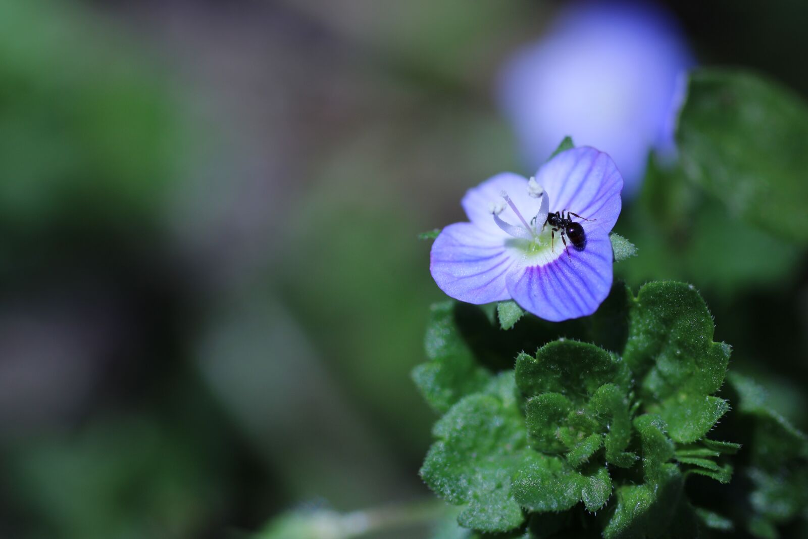 Sigma 70mm F2.8 EX DG Macro sample photo. Spring, flower, nature photography