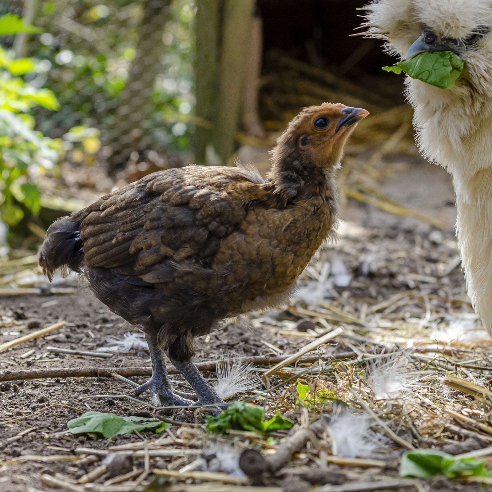 Nikon D7000 sample photo. Chick, hen, low photography