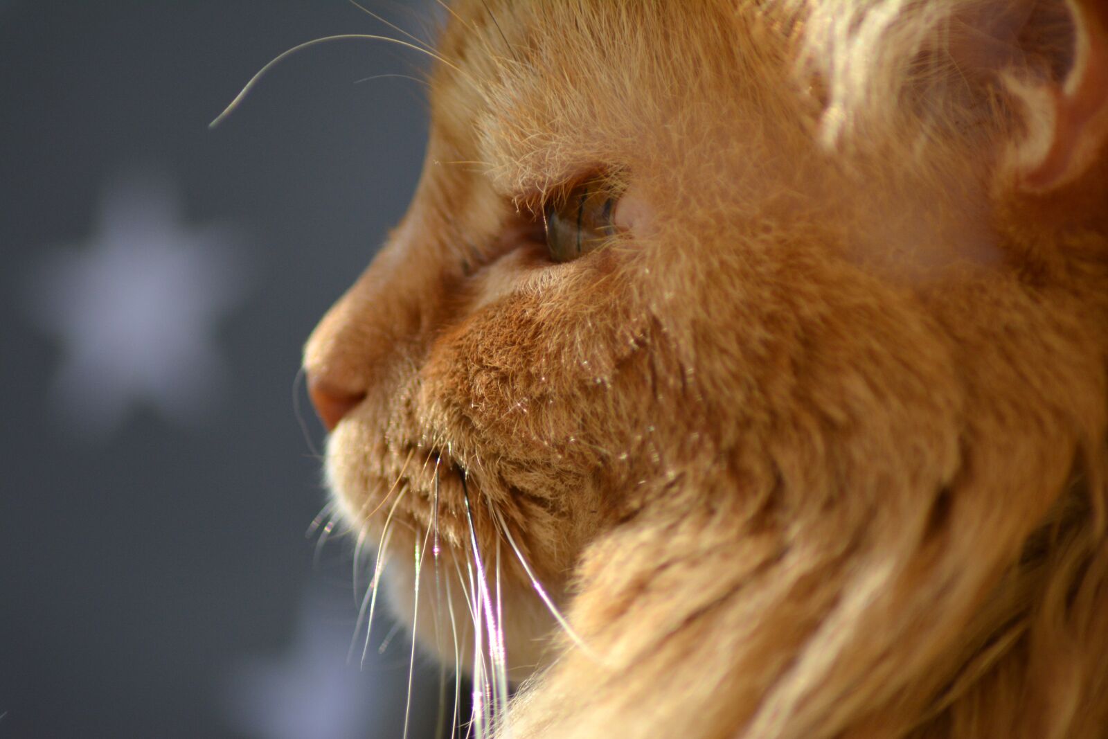 Nikon D5200 sample photo. Cat, profile, red photography