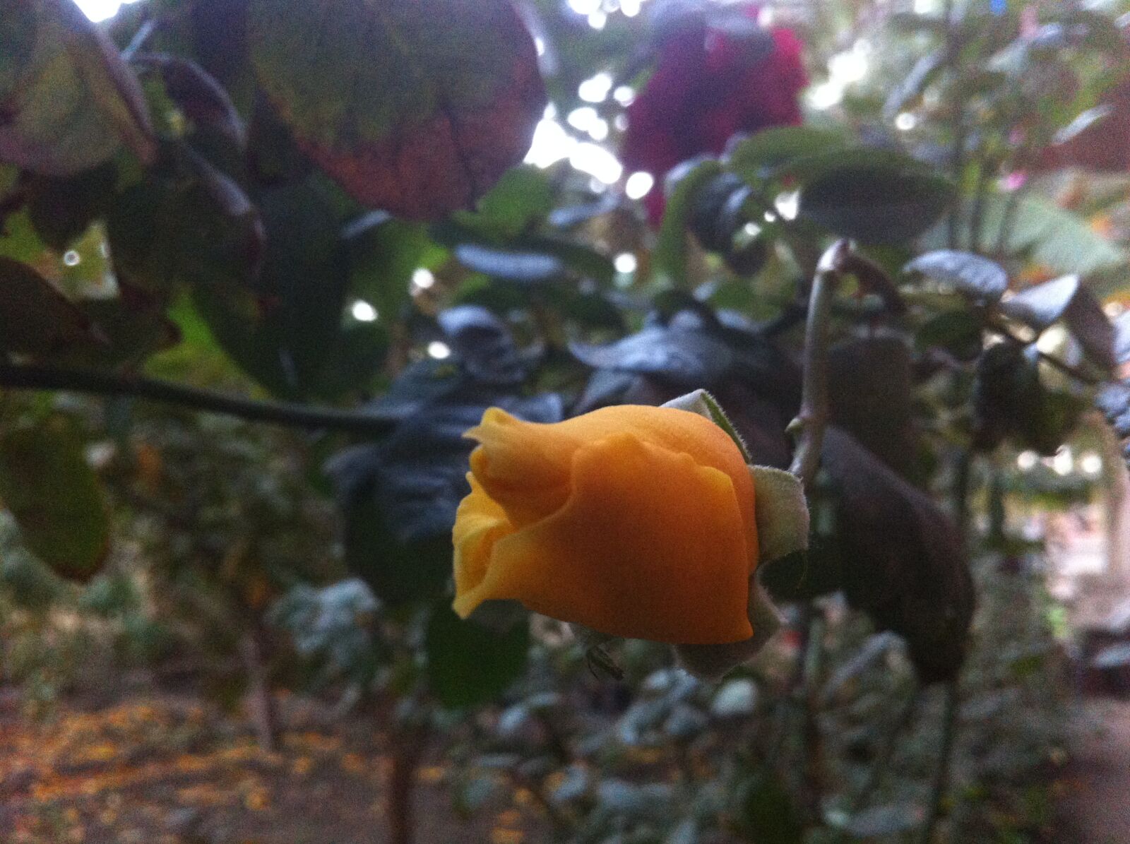 iPhone 4 back camera 3.85mm f/2.8 sample photo. Rose photography