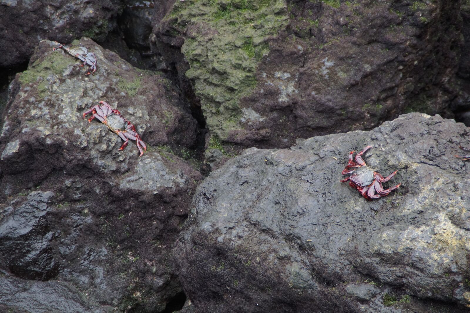 Sony SLT-A58 sample photo. Crabs, rock, bank photography