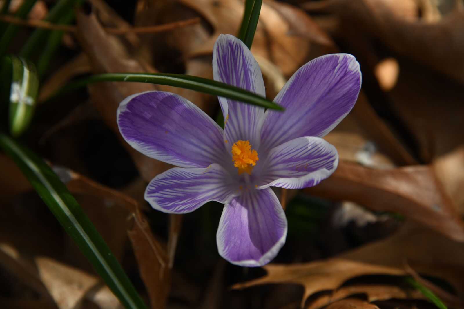 Nikon D850 sample photo. Crocus, flower, purple photography
