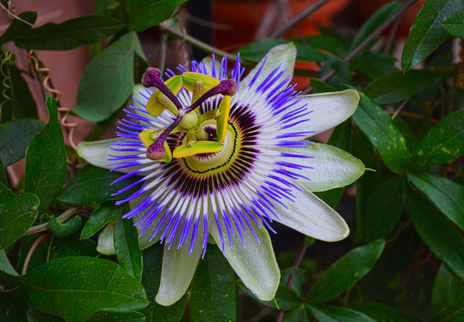 Nikon D5100 sample photo. Maypop, ρολογιά, exotic photography