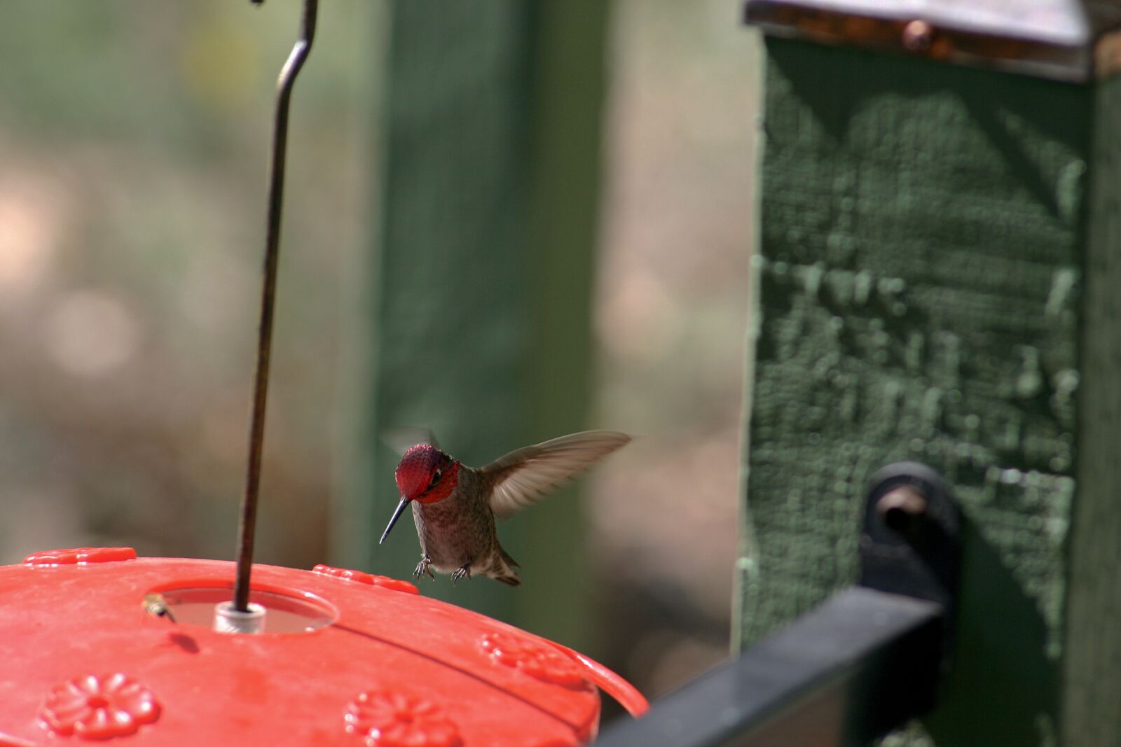 Canon EOS 300D (EOS Digital Rebel / EOS Kiss Digital) sample photo. Bird, avian, feather photography