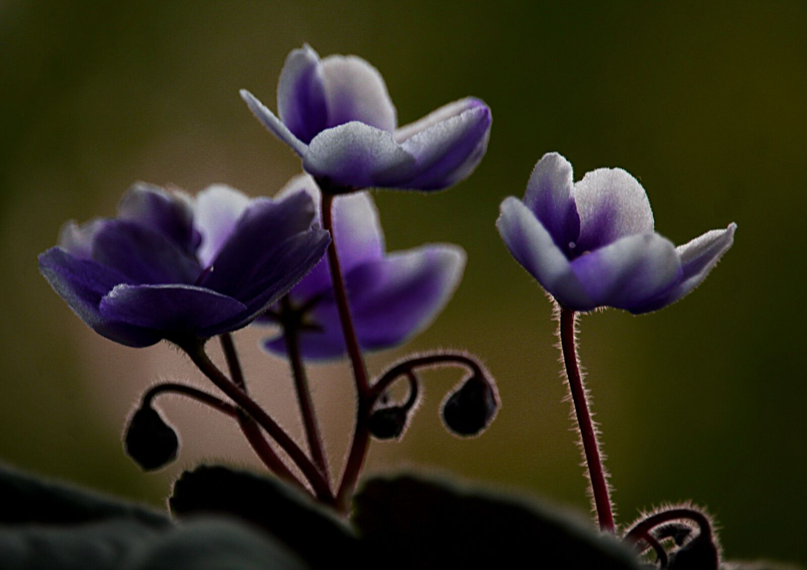 Canon EOS 1200D (EOS Rebel T5 / EOS Kiss X70 / EOS Hi) sample photo. Violet, flowers, violets photography