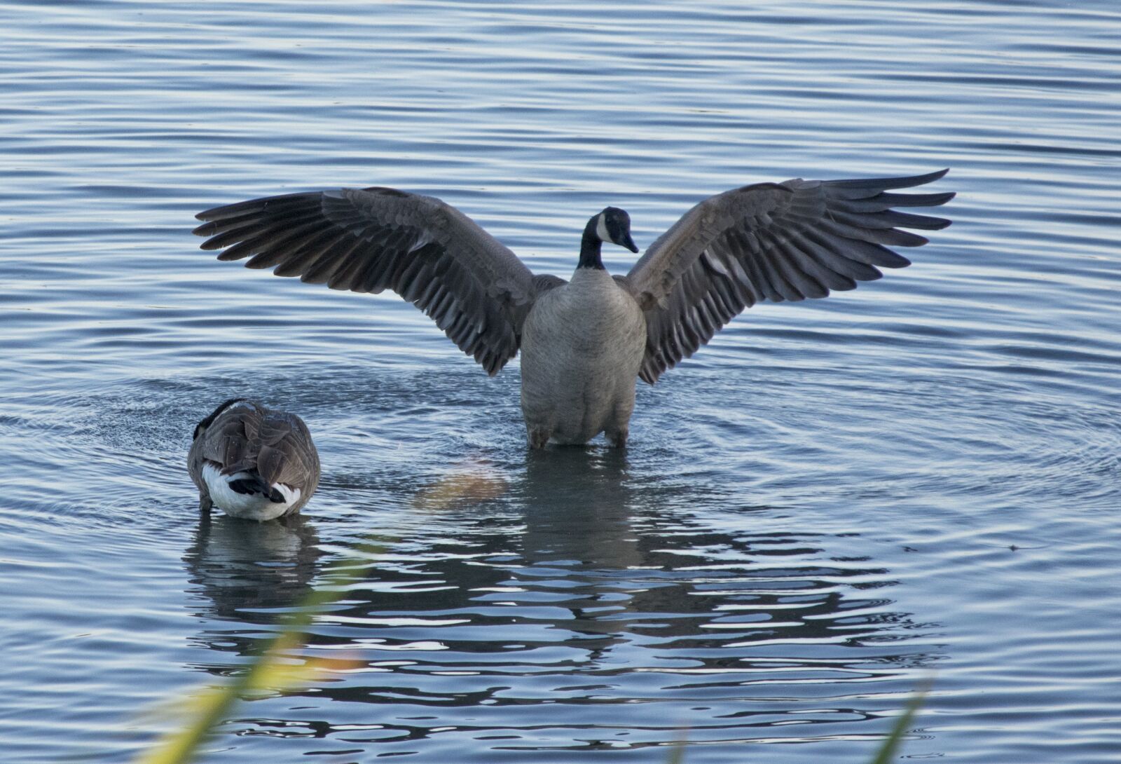 Nikon D3400 sample photo. Geese, bird, waterfowl photography