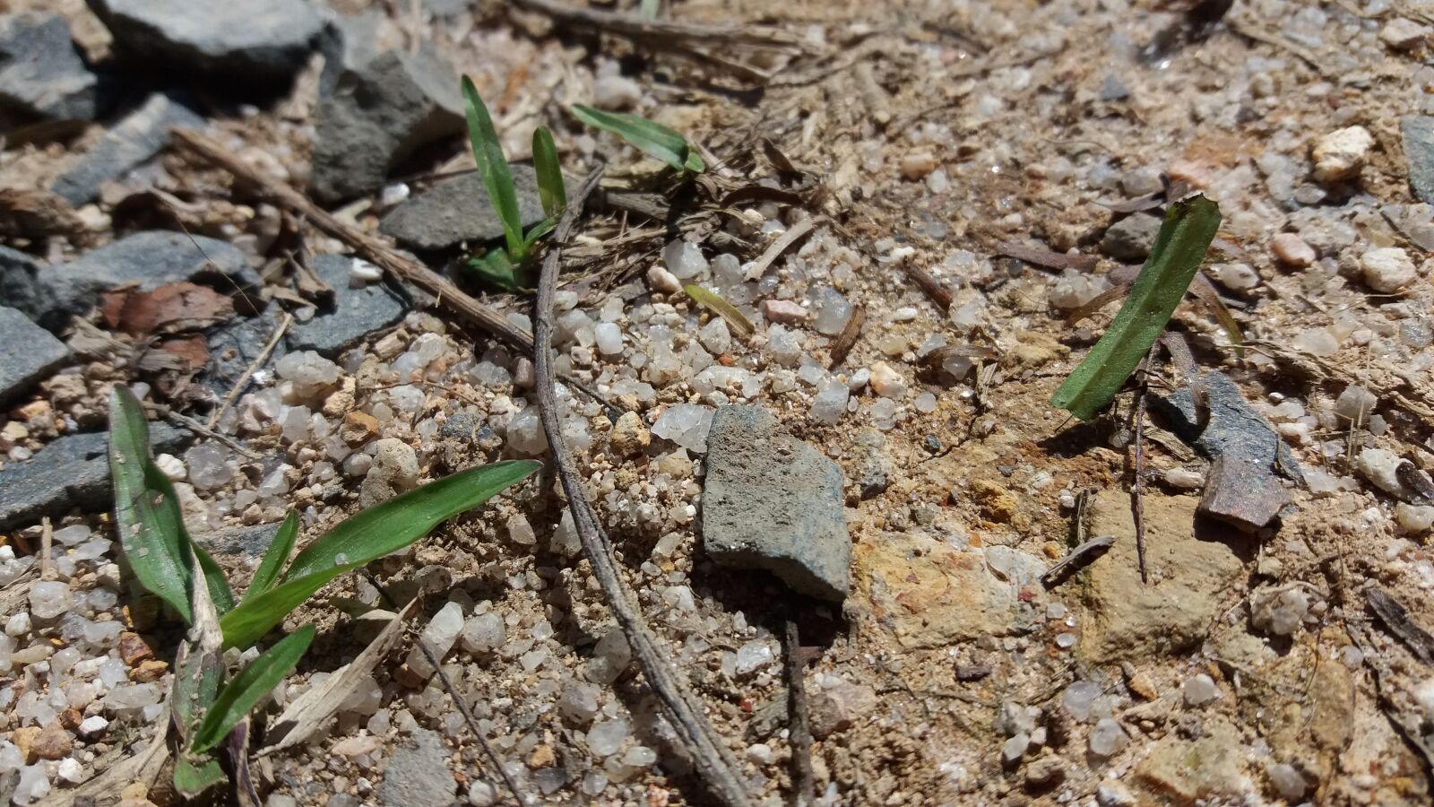 Samsung Galaxy J5 sample photo. Chão, pedras, grama photography