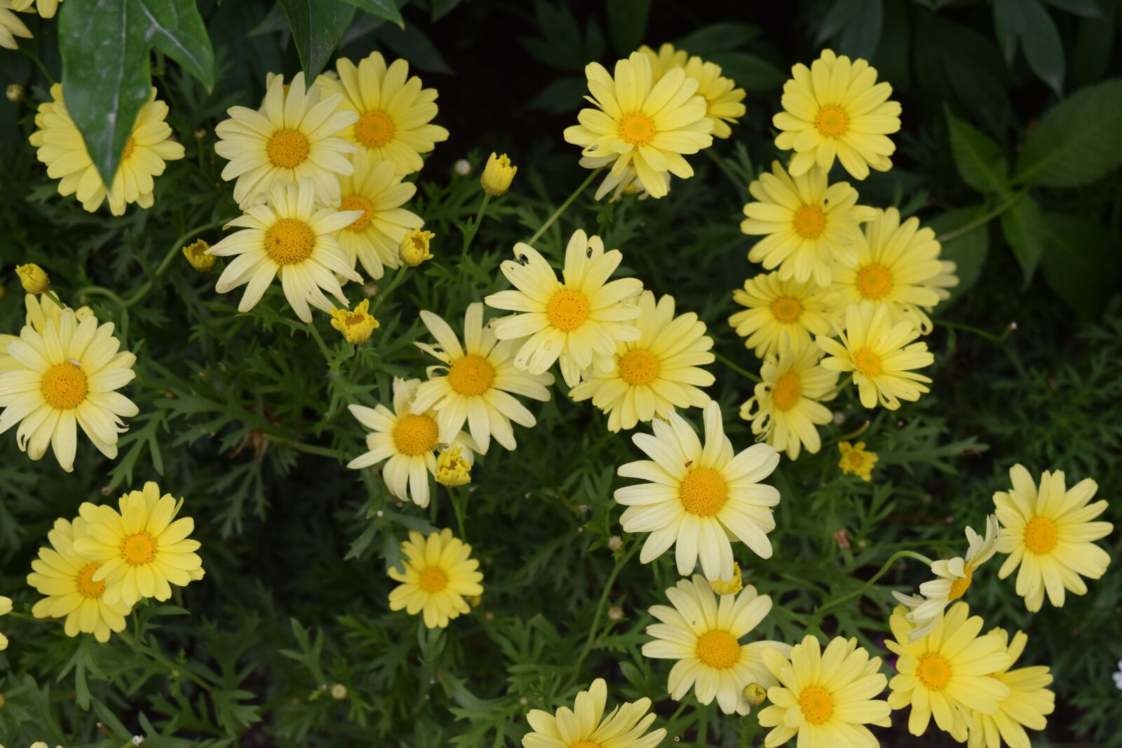 Nikon D3300 sample photo. Nature, yellow, flower photography