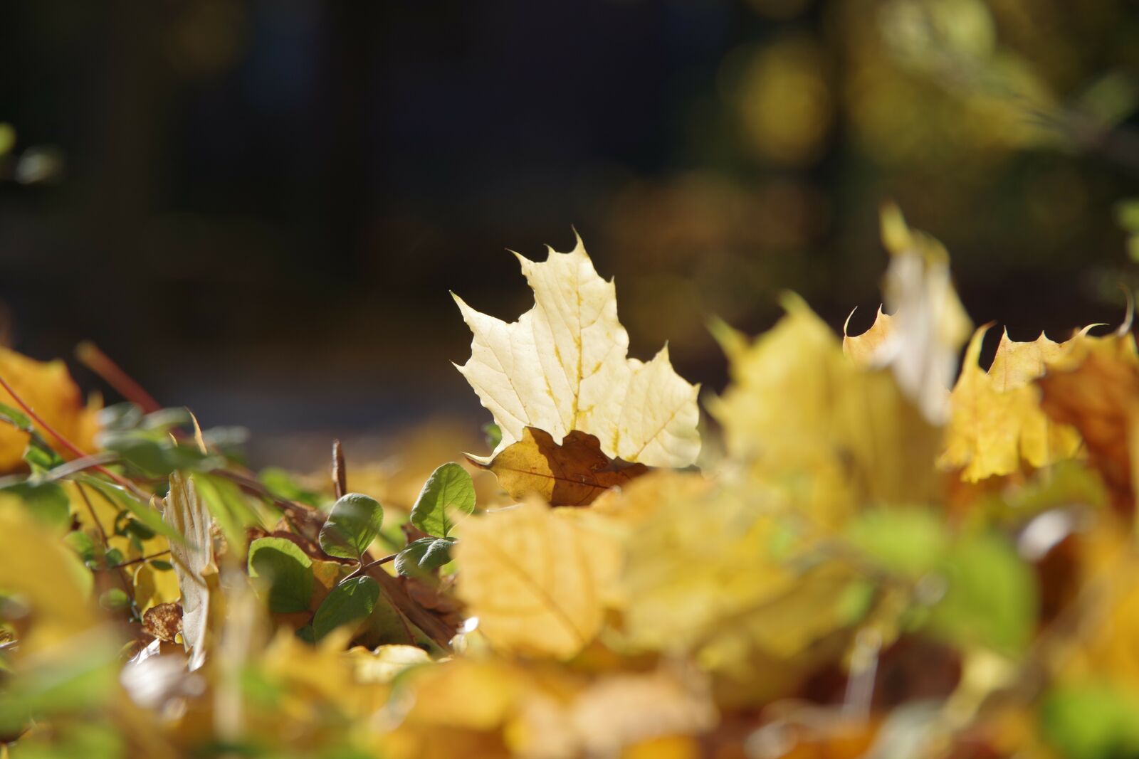 Pentax K-S2 sample photo. Autumn, leaves, sun photography