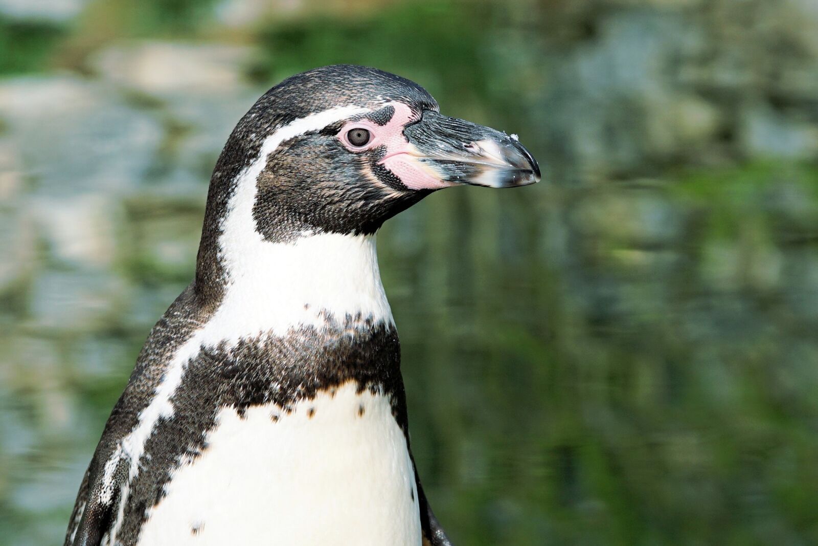 Sony a6000 + E 60mm F2.8 sample photo. Penguin, bird, animal photography