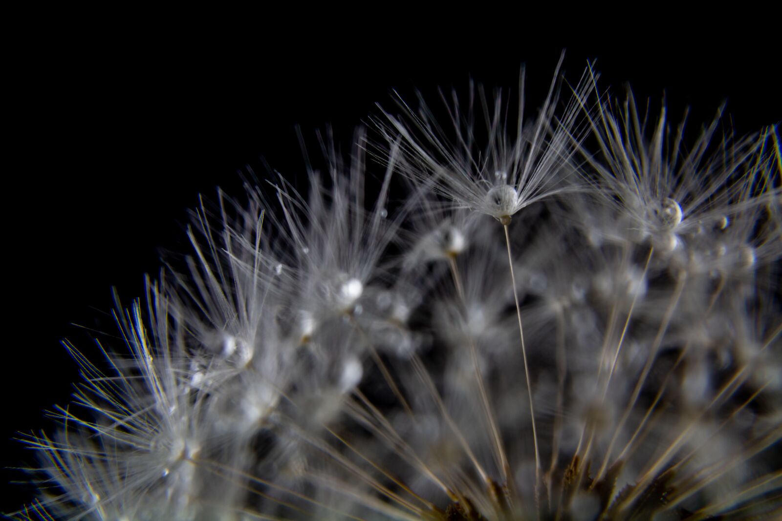 Canon EOS 70D sample photo. Dandelion, drop of water photography