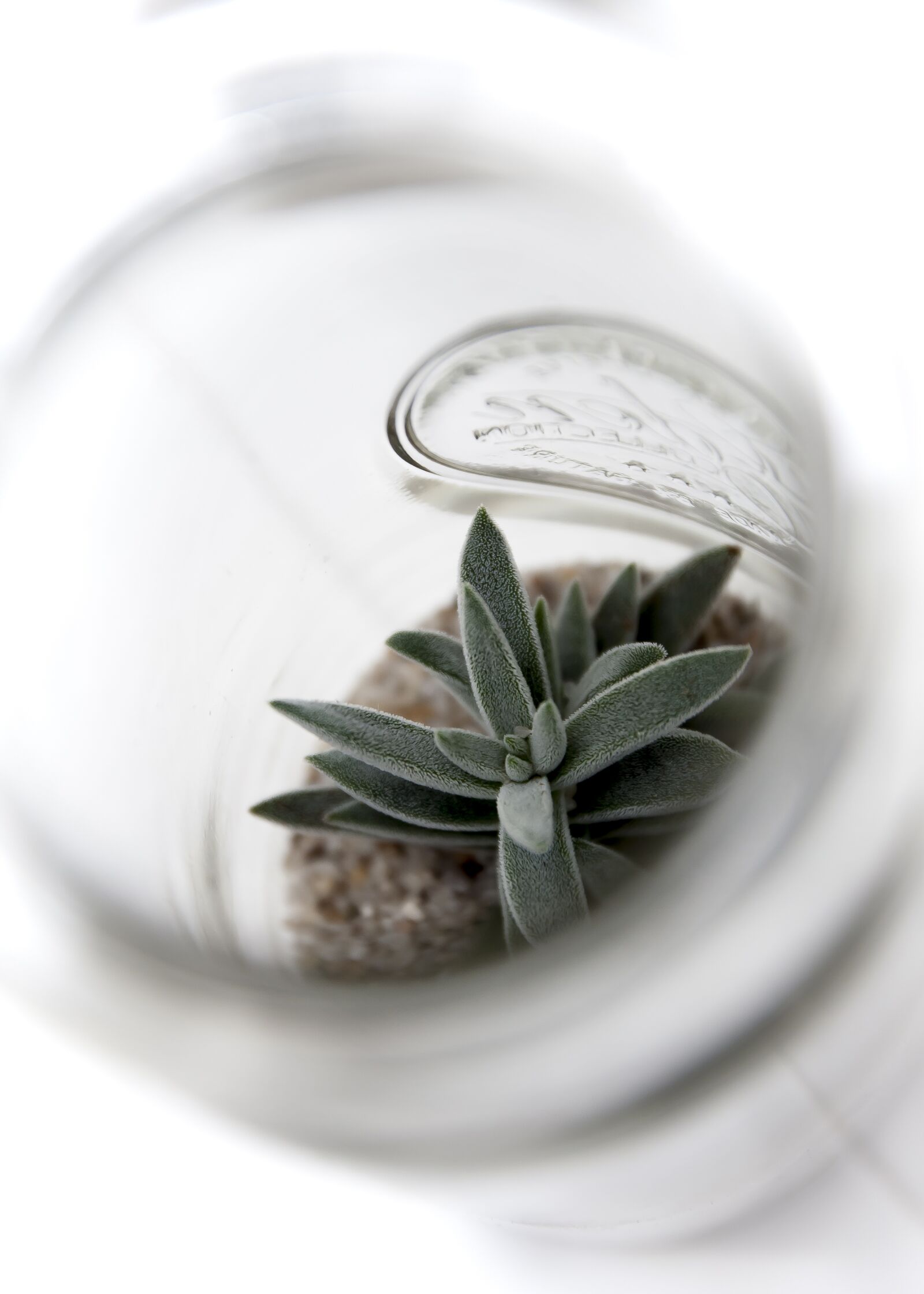 Canon EOS 50D sample photo. Cactus, glass cactus in photography