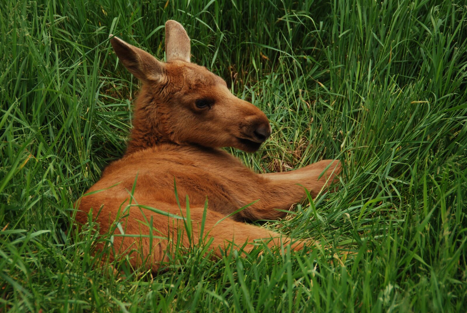 Nikon D60 sample photo. Moose, sweden, moose child photography