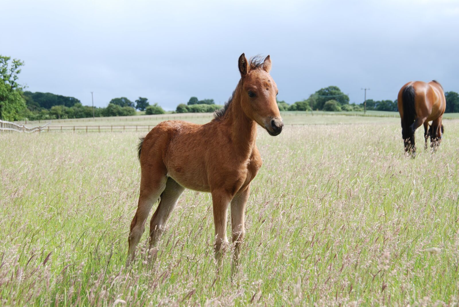 Nikon D80 sample photo. Pony, foal, field photography