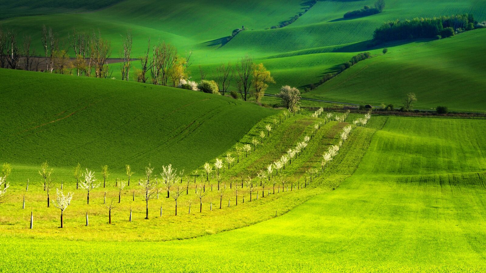 Sony ILCA-77M2 sample photo. Spring, trees, green photography