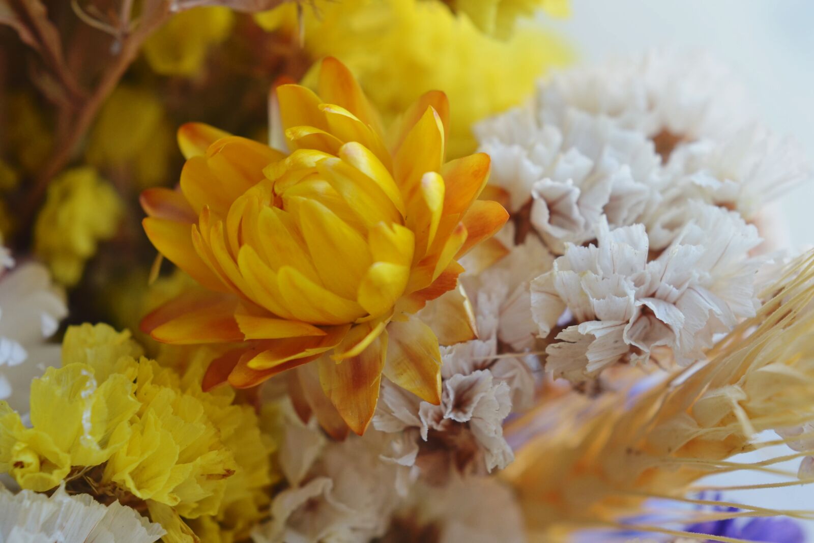 Nikon D7000 sample photo. Immortelle, dry, flower photography