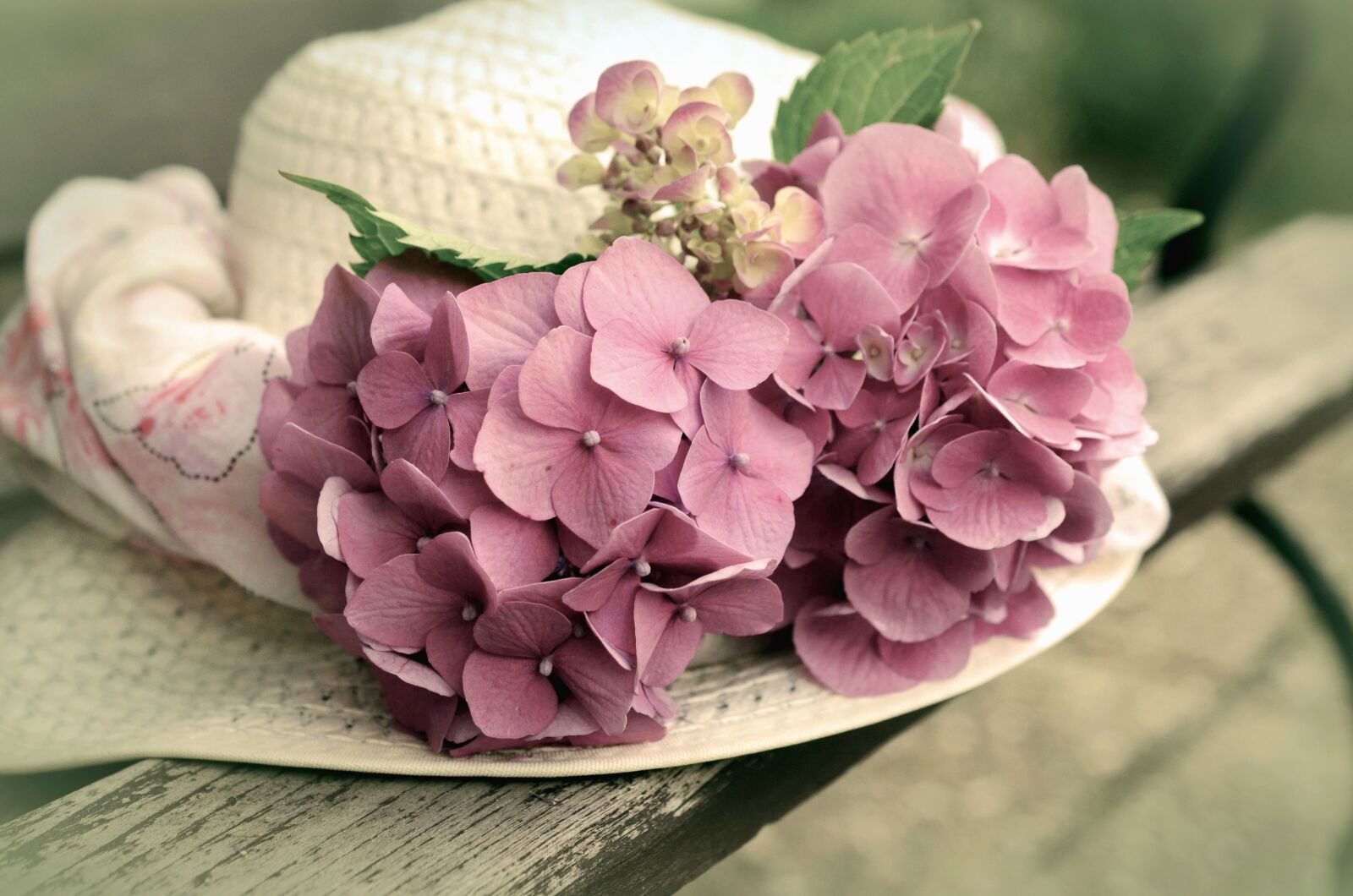 Nikon D5100 sample photo. Hat, flower, petal, plant photography