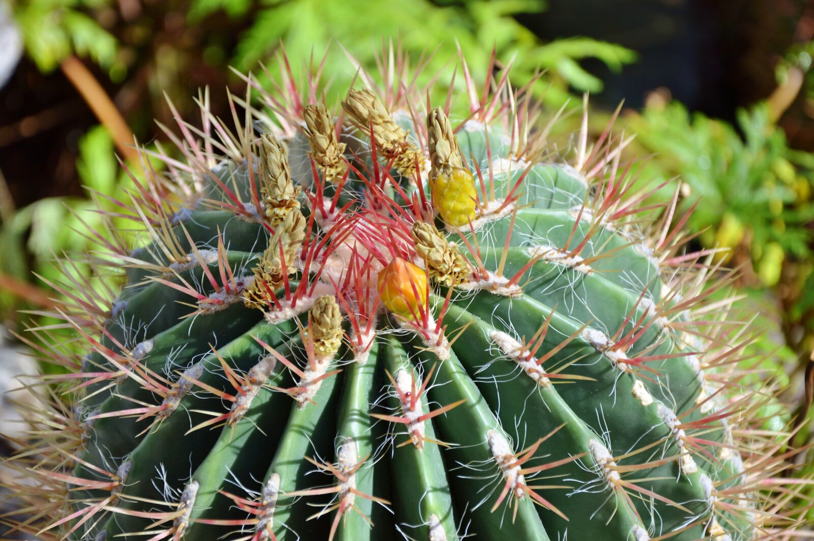 Nikon D3200 sample photo. Cactus, spur, green photography