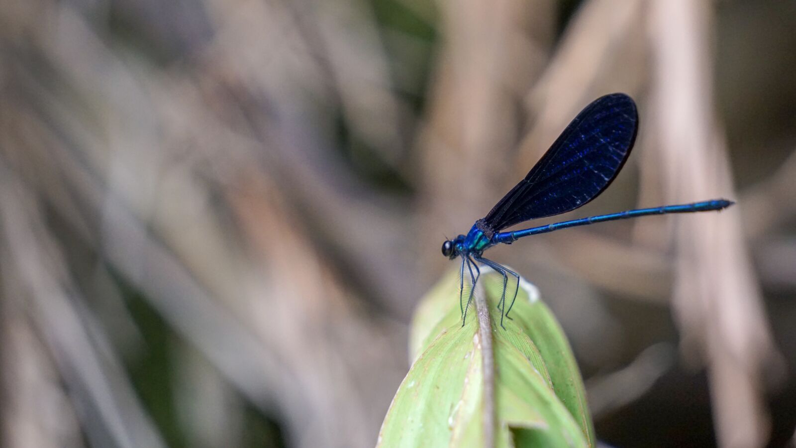 Sony E 55-210mm F4.5-6.3 OSS sample photo. Blue, dragonfly, zoom photography