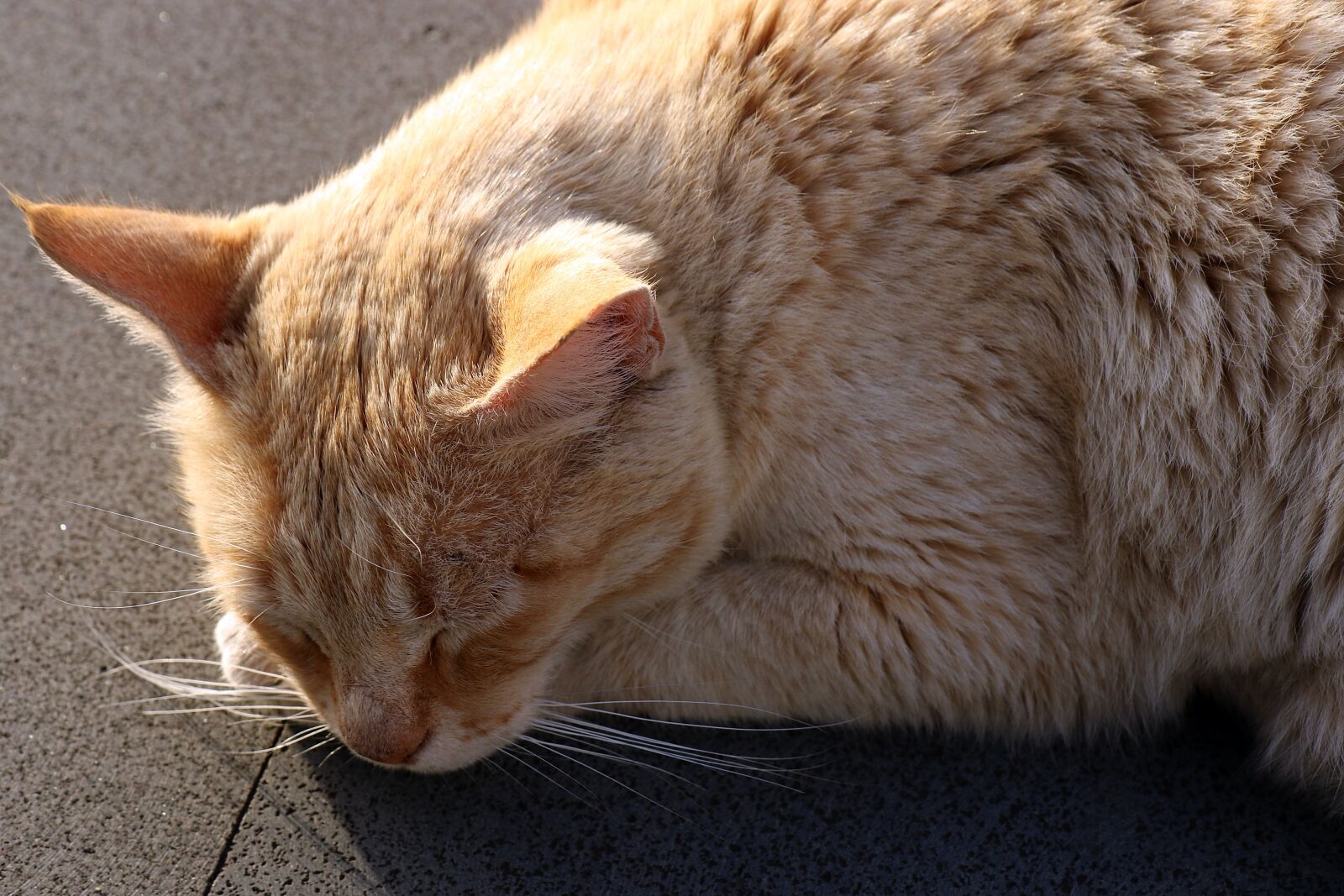 Canon EOS 7D Mark II sample photo. Cat, rudy, dream photography