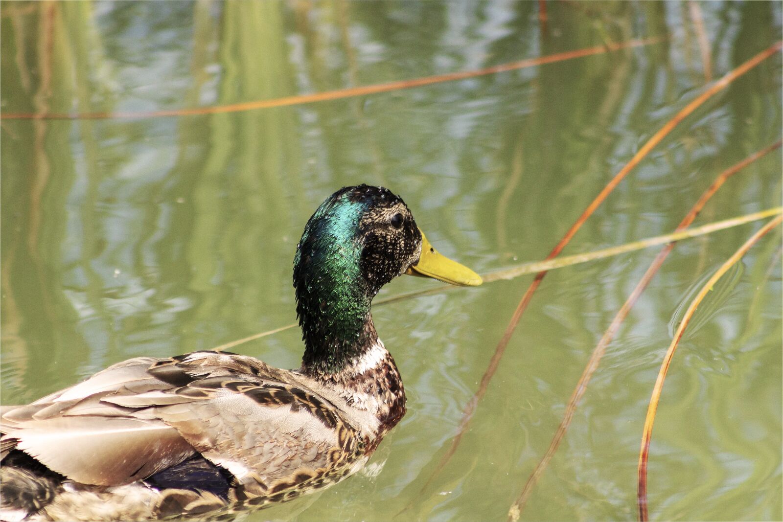Canon EF75-300mm f/4-5.6 sample photo. Duck, teal, bird photography