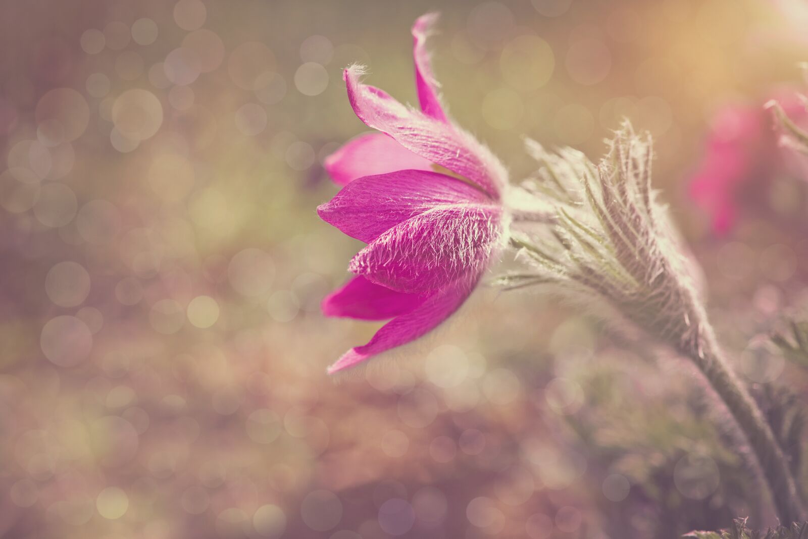 Nikon D750 sample photo. Anemone, flower, blossom photography