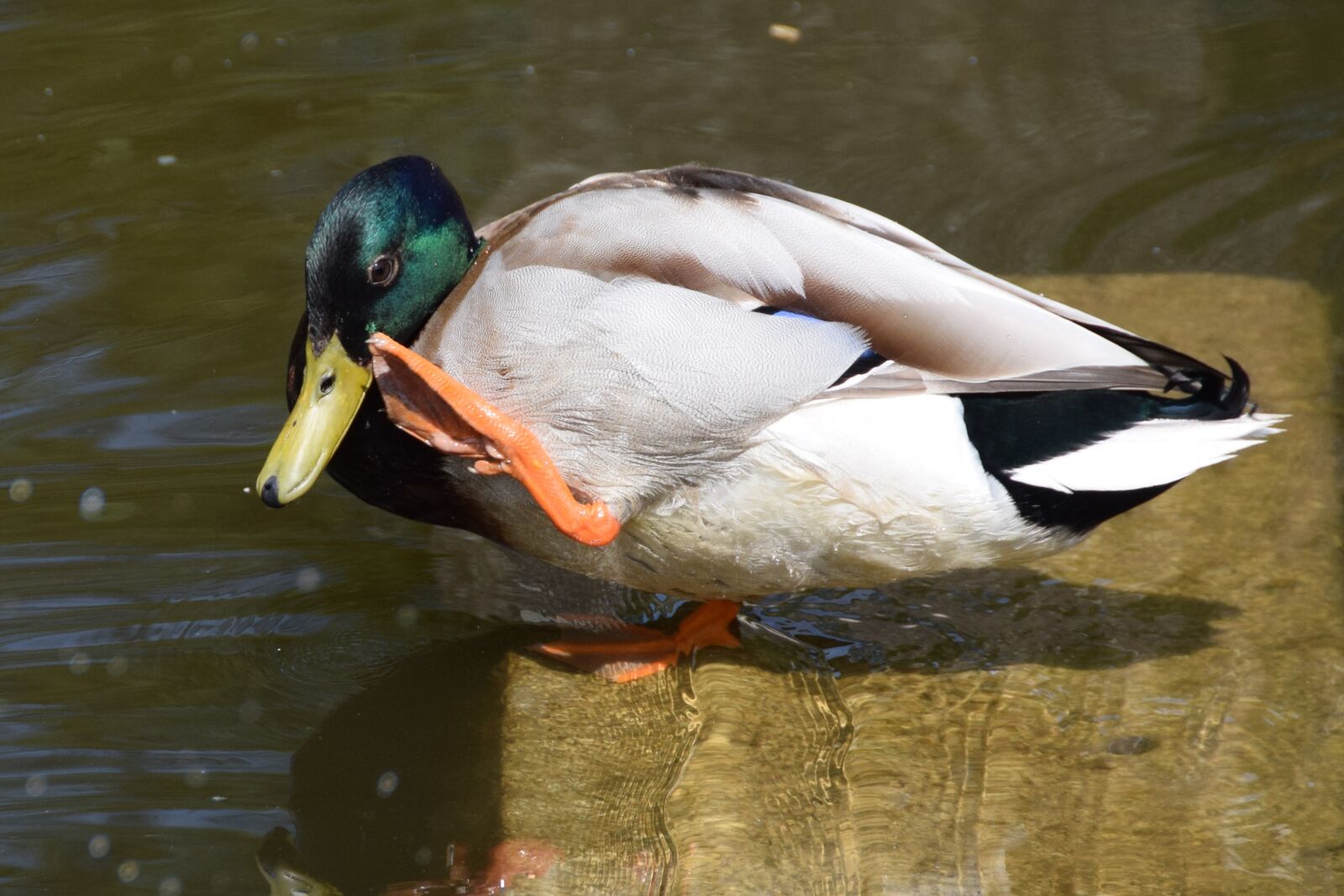 Nikon D3300 sample photo. Colorful, duck, on vacation photography
